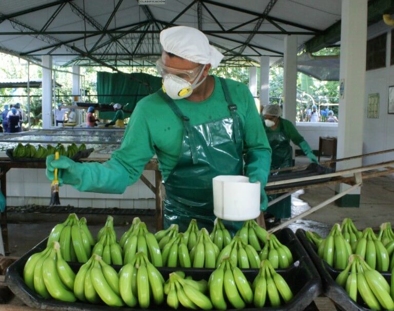 América Latina cierra filas contra enfermedad que daña cultivos de banano
