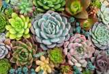 ¿Busca una planta buena, bonita, resistente y variada?: las suculentas al rescate