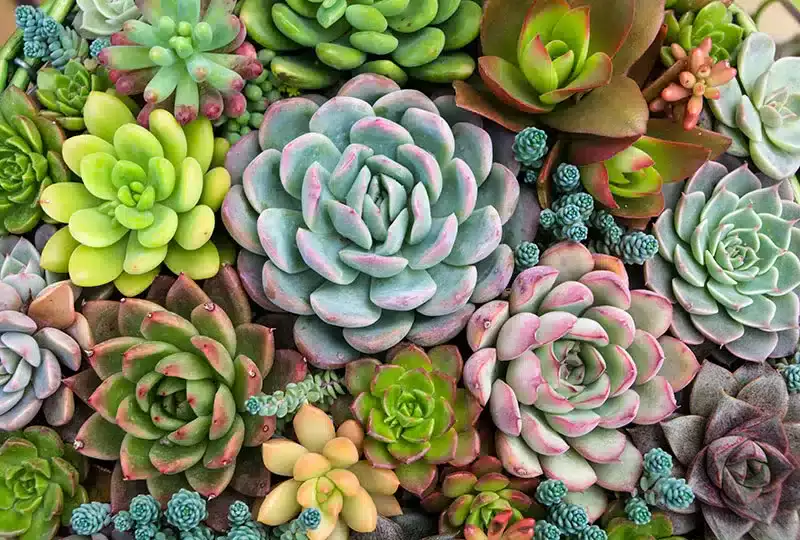 A pesar de que solamos verlas color verde, las suculentas también pueden amarillo, naranja, rosa o rojo.