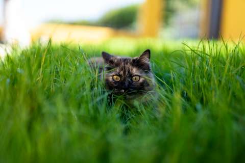¿Cuáles son las razas de gatos que viven más tiempo?
