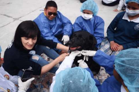 Estudiantes de Bogotá podrán hacer su servicio social en torno al bienestar animal