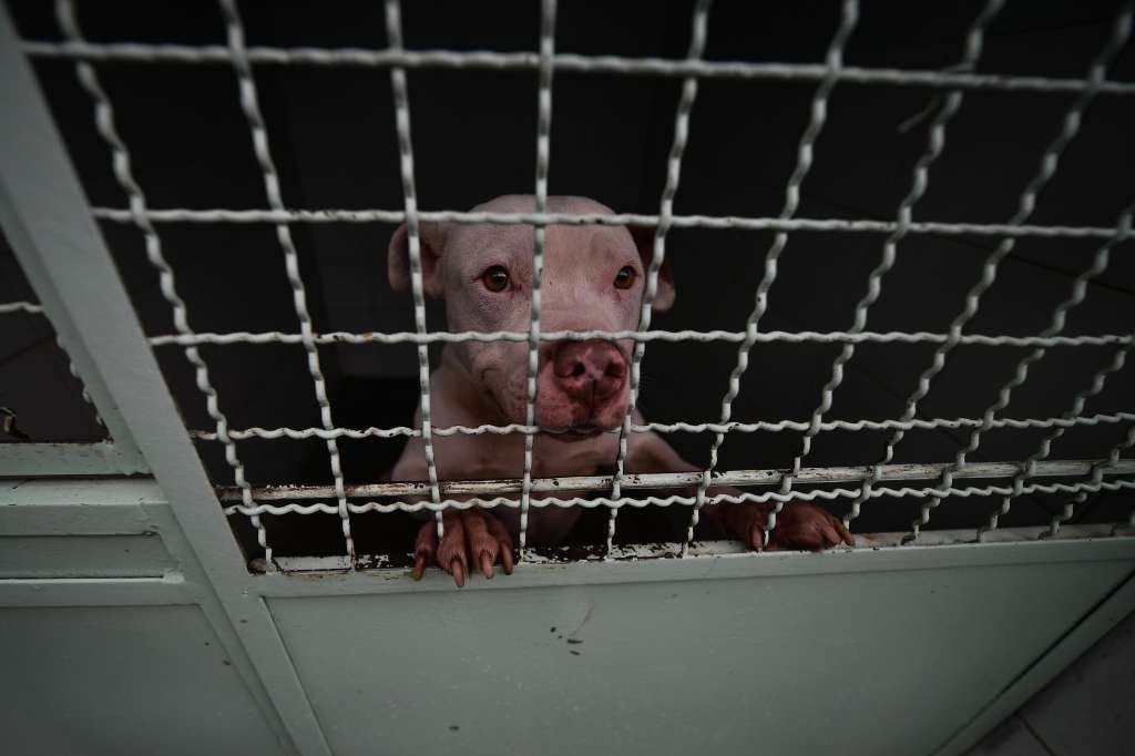 Perros rescatados por el Instituto de Protección Animal del Distrito y que ahora están en proceso de adopción