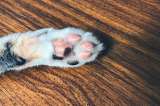 ¿Por qué es bueno adoptar un gato ‘criollo’?