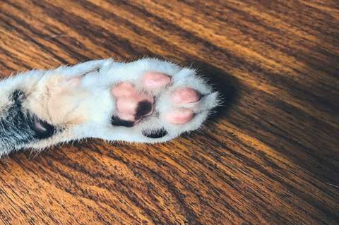 ¿Por qué es bueno adoptar un gato ‘criollo’?