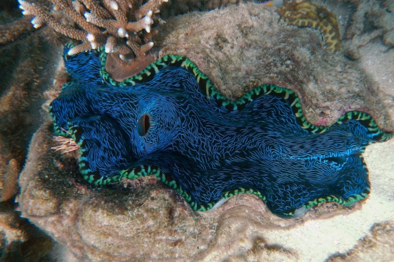 Mantener las tasas de emisiones puede acelerar el blanqueo de la Gran Barrera de Coral