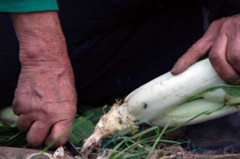 El plan para que agricultores colombianos vendan en mercado internacional