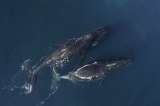 Ballenas boreales: los "músicos de jazz" del océano