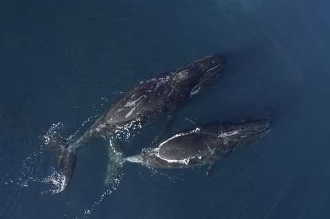 Ballenas boreales: los "músicos de jazz" del océano