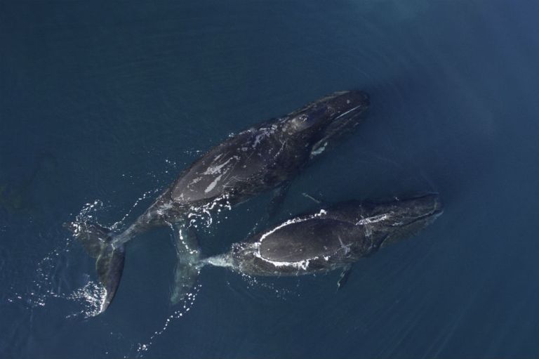 Ballenas boreales: los «músicos de jazz» del océano
