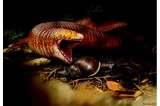 Descubren la especie de lagarto gusano fósil más grande conocida hasta ahora