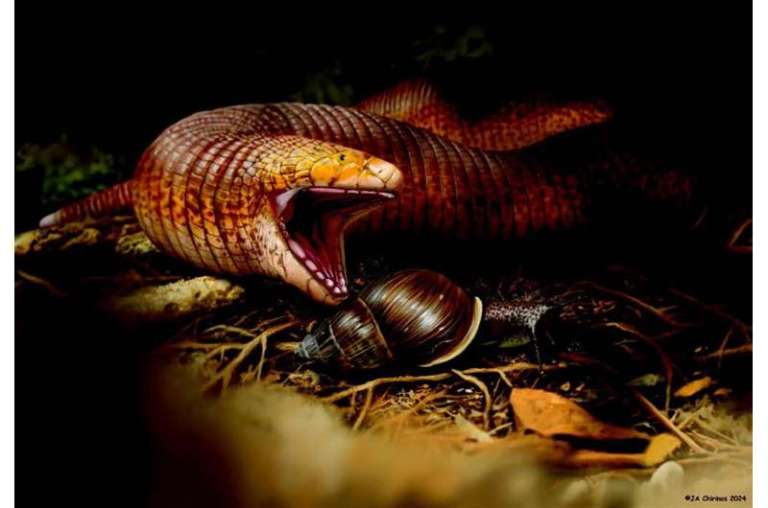 Descubren la especie de lagarto gusano fósil más grande conocida hasta ahora