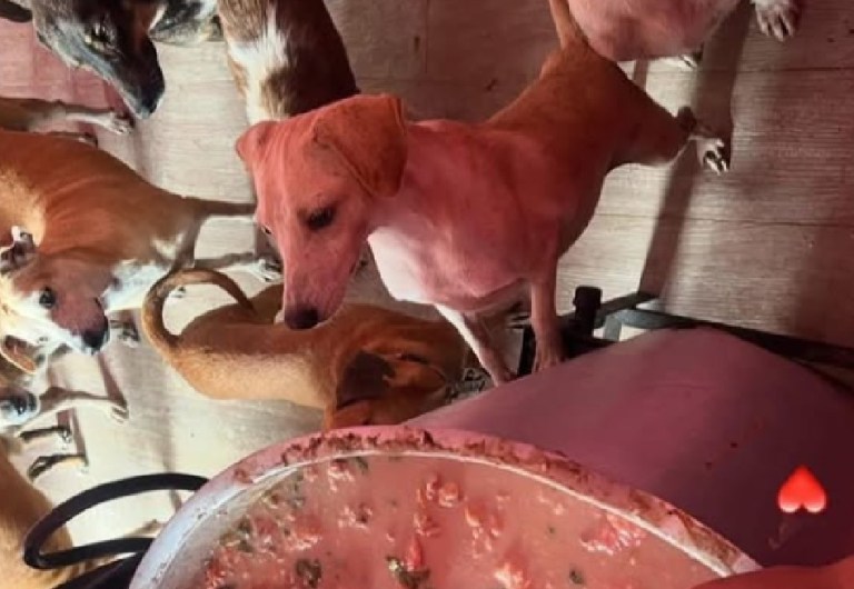 El uso diario dejó sin olla a fundación que alimenta animales rescatados: buscan voluntarios