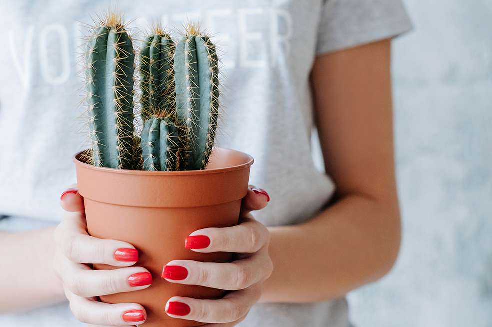 Cactus