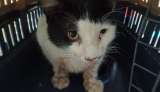 Gato con fracturas en el rostro necesita cirugía: buscan donaciones para salvarlo