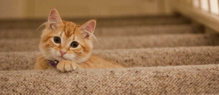 ¿Por qué los gatos ronronean? Esta es la explicación de su comportamiento