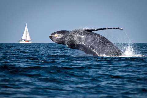 Samaná, la bahía de las ballenas