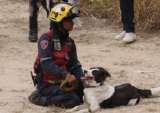Tsunami, el perro rescatado del maltrato que ahora salva vidas tras terremoto en Venezuela