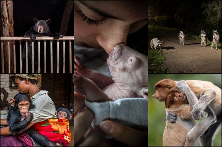 BigPicture Natural World Photography Competition