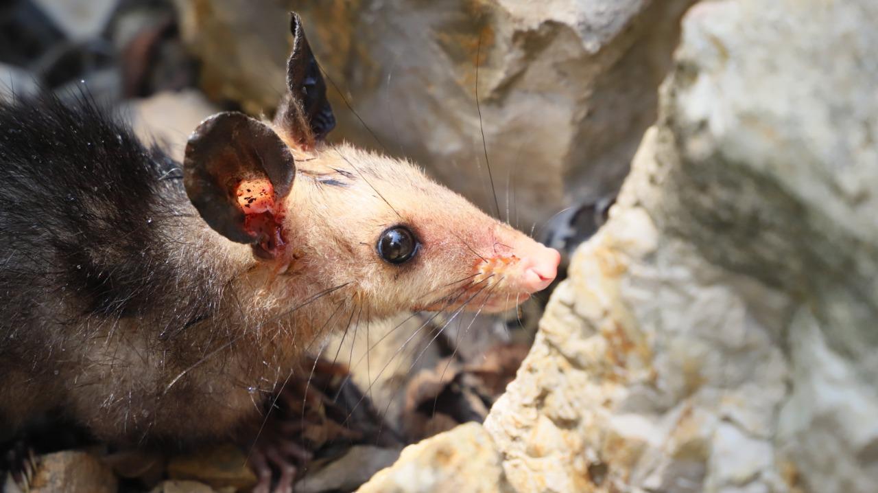 Liberación animales en Guataquí, Cundinamarca