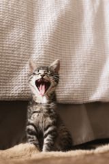 ¿Por qué mi gato me muerde? Acá te dejamos 4 razones