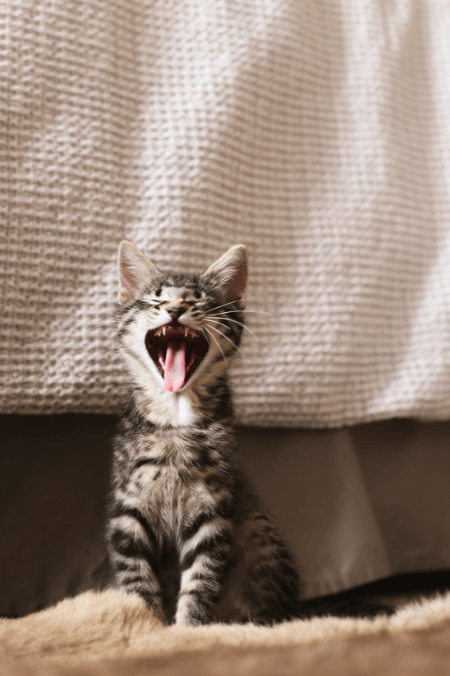 ¿Por qué mi gato me muerde? Acá te dejamos 4 razones
