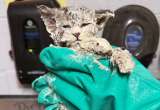 Gato sobrevivió luego de ser encontrado cubierto de pegamento industrial: así se lo quitaron