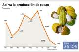 Tras una renovación cacaotera