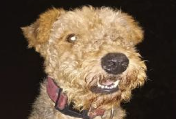 Aunque estaba con otros perros, Salvador se mostró más inquieto por la pólvora. Minutos después falleció por el sonido de las explosiones.