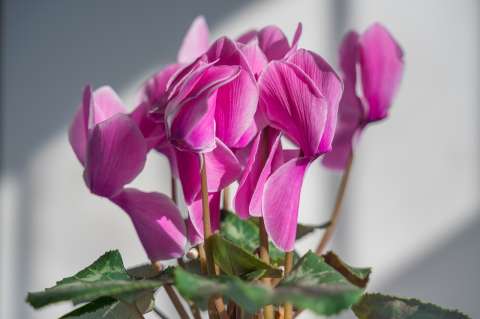 Violeta de los Alpes: la planta duradera que aportará estilo a su hogar
