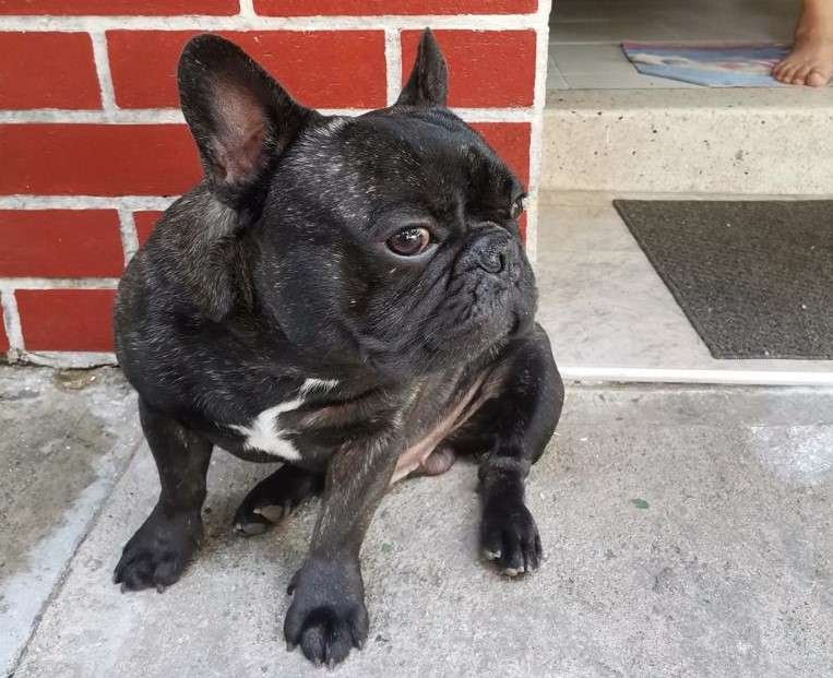 Una noche que empezó a respirar muy fuerte y tras llevarlo al médico veterinario le descubrieron la enfermedad.