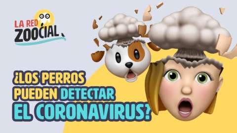 ¿Los perros podrían detectar el coronavirus?
