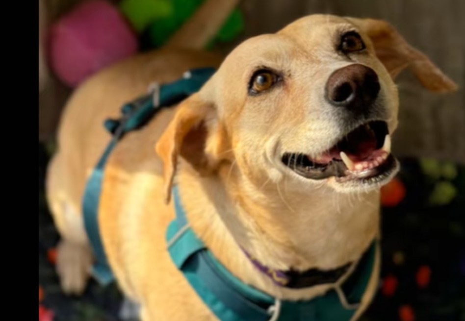 La historia de Daisy es un recordatorio del valor de adoptar animales adultos y con historias difíciles.