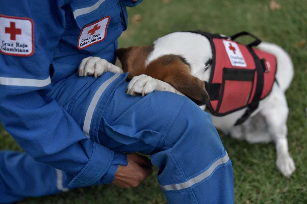 Perros de apoyo psicosocial: así ayudan a las víctimas de eventos traumáticos