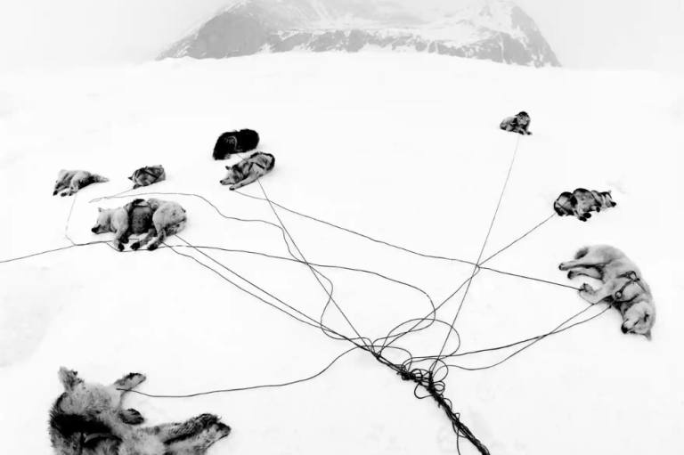 Categoría: Naturaleza. Esta imagen fue tomada después de un largo día de trineo con esquimales en el este de Groenlandia cerca de Ittoqortoormiit. La delgada capa de hielo está creando problemas para los inuits, que no pueden vivir su vida tradicional como lo hacían antes.