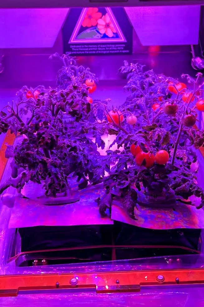 Astronautas de la NASA recuperaron un tomate que duró 8 meses perdido en el espacio