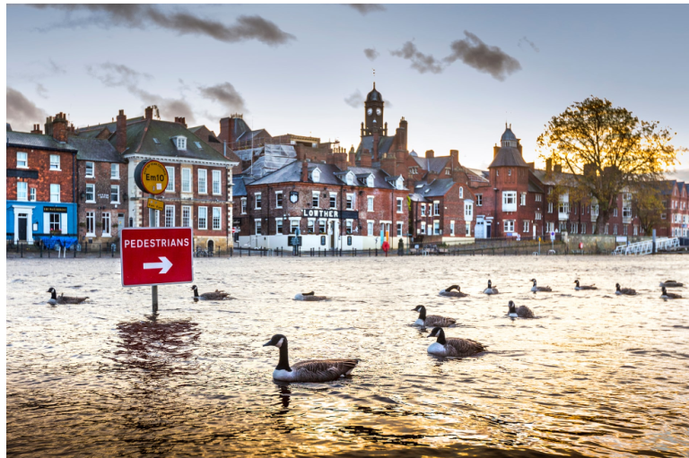 Inundaciones de York por Andrew McCaren muestra a un grupo de gansos canadienses cuando nadan por una carretera inundada después de que el río Ouse se desbordara.