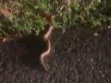 Video: Hallan gran boa constrictor en carretera de Villeta, Cundinamarca