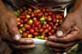 Apoyo a fertilización y más periodo de gracia en deudas, entre las medidas para los cafeteros