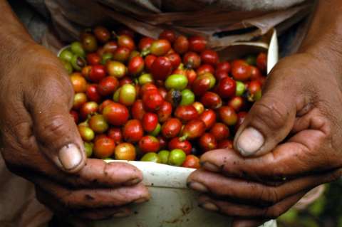 Apoyo a fertilización y más periodo de gracia en deudas, entre las medidas para los cafeteros