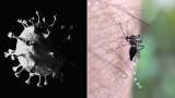 El “coronadengue” no existe, ¿de dónde surgió esa palabra?