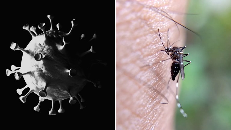 El “coronadengue” no existe, ¿de dónde surgió esa palabra?