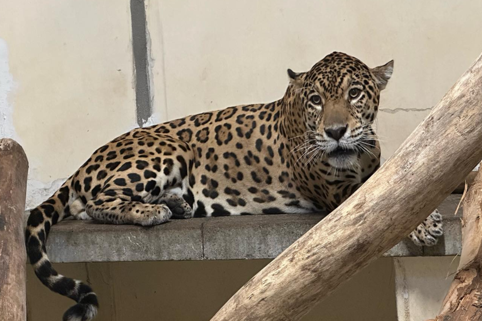 Jaguar