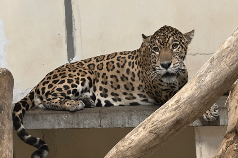 Dos jaguares son los nuevos integrantes del Bioparque Ukumarí, en Pereira