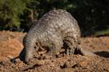 Los pangolines de Malasia podrían ser los animales portadores del coronavirus
