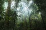 Bosques tropicales han superado su capacidad de retener dióxido de carbono