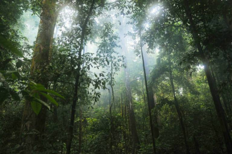 Bosques tropicales han superado su capacidad de retener dióxido de carbono