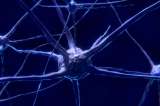 Cuando falta un hemisferio del cerebro la otra mitad compensa las conexiones