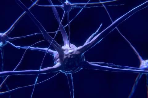 Cuando falta un hemisferio del cerebro la otra mitad compensa las conexiones