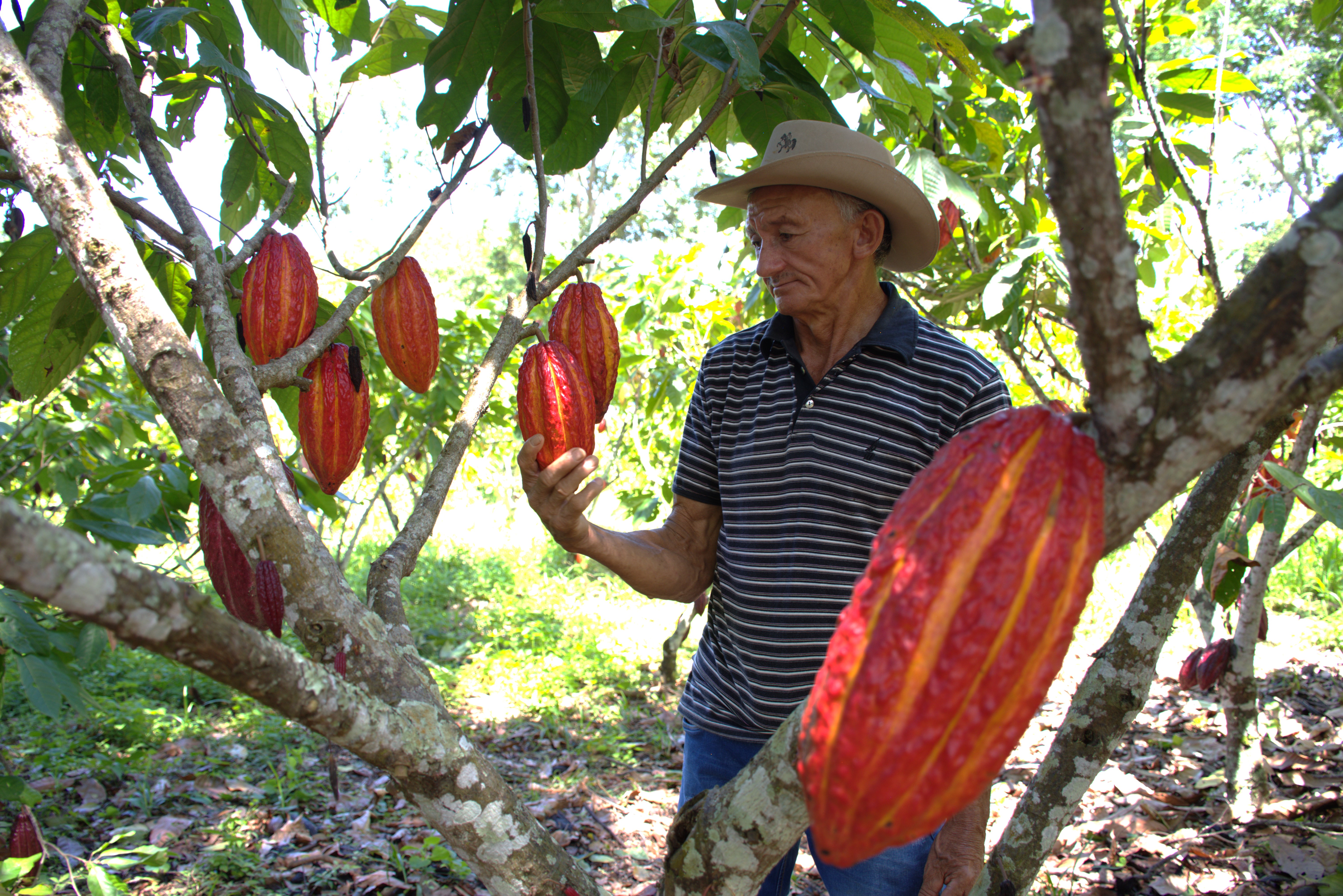 Cultivo de cacao.