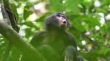 Detectan una estructura clave del lenguaje humano en los cantos de estos primates